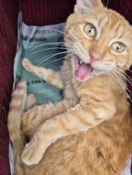 Shelter Stray Male Cat last seen Near BLOCK DEMYA, San Antonio, TX 78227