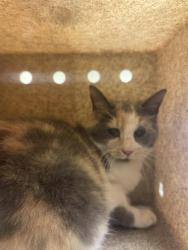 Shelter Stray Female Cat last seen Near BLOCK S 4000, Salt Lake City, UT 84120