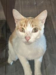 Found/Stray Male Cat last seen Colten lane, Conway, AR 72032