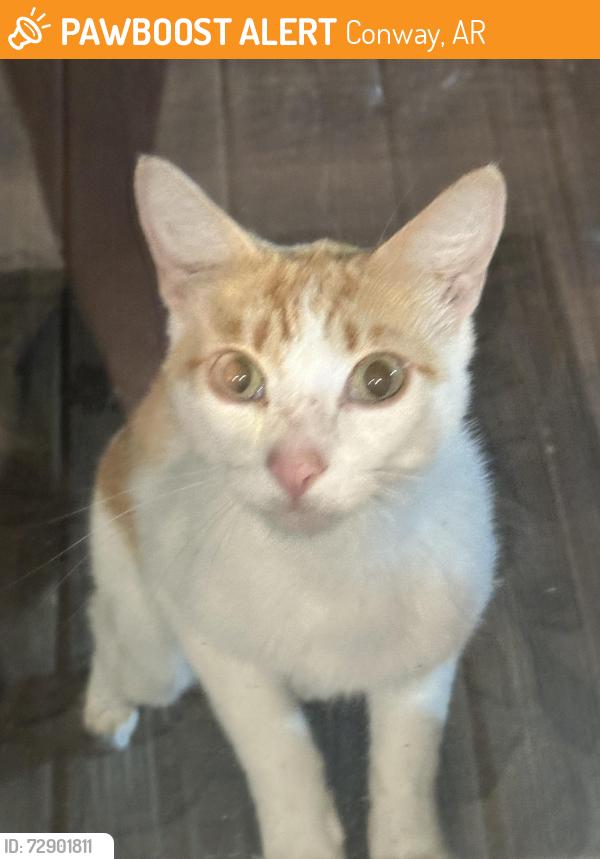 Found/Stray Male Cat last seen Colten lane, Conway, AR 72032