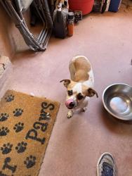 Reunited Female Dog last seen Duerksen Rd NW, Albuquerque, NM 87120