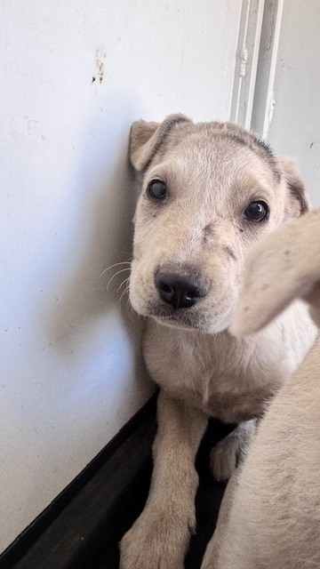 Shelter Stray Male Dog last seen Near BLK DR MLK JR BLVD, BAKERSFIELD, CA, Bakersfield, CA 93307