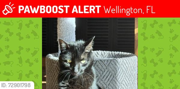 Lost Female Cat last seen Wellington's Edge Community, Wellington, FL 33414