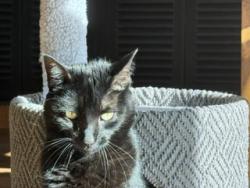 Lost Female Cat last seen Wellington's Edge Community, Wellington, FL 33414