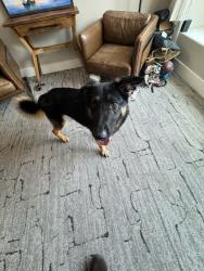Found/Stray Male Dog last seen Creekbend and Braesridge intersection 77071, Houston, TX 77096