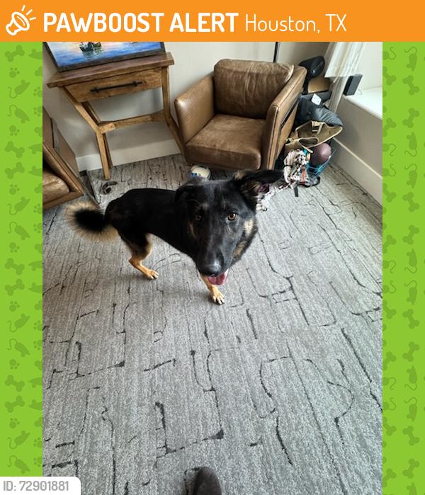 Found/Stray Male Dog last seen Creekbend and Braesridge intersection 77071, Houston, TX 77096