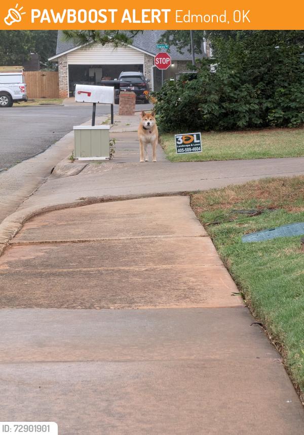 Found/Stray Unknown Dog last seen 33rd & Santa Fe, Edmond, OK 73013