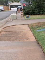Found/Stray Unknown Dog last seen 33rd & Santa Fe, Edmond, OK 73013