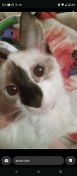 Lost Female Cat last seen W 6th Street and Chase , Anderson, IN 46016