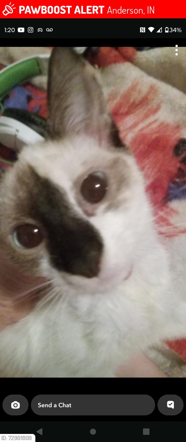 Lost Female Cat last seen W 6th Street and Chase , Anderson, IN 46016