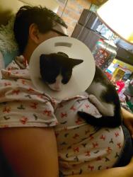 Lost Male Cat last seen Near ainsworth dr, Cincinnati, OH 45251