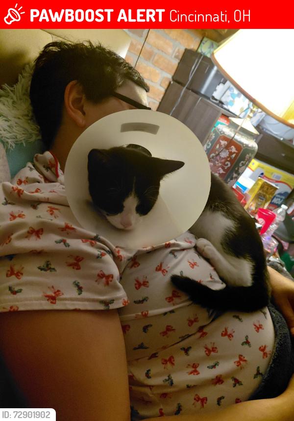 Lost Male Cat last seen Near ainsworth dr, Cincinnati, OH 45251