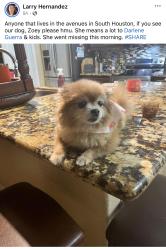 Lost Female Dog last seen Avenue H , South Houston, TX 77587
