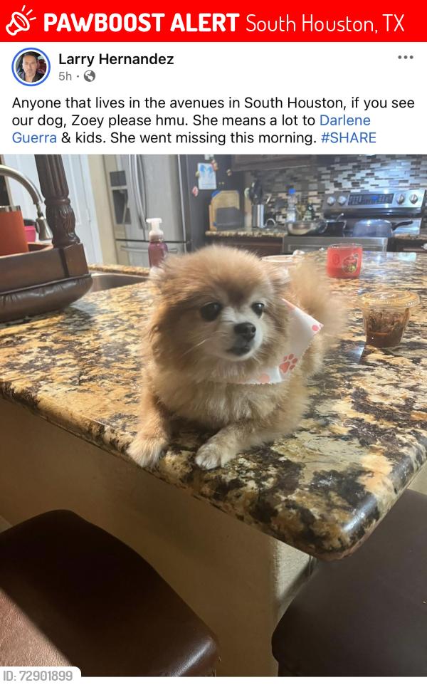 Lost Female Dog last seen Avenue H , South Houston, TX 77587