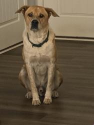 Lost Male Dog last seen Cedar Creek , Fayetteville, NC 28312