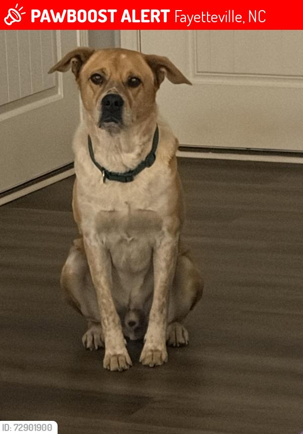 Lost Male Dog last seen Cedar Creek , Fayetteville, NC 28312