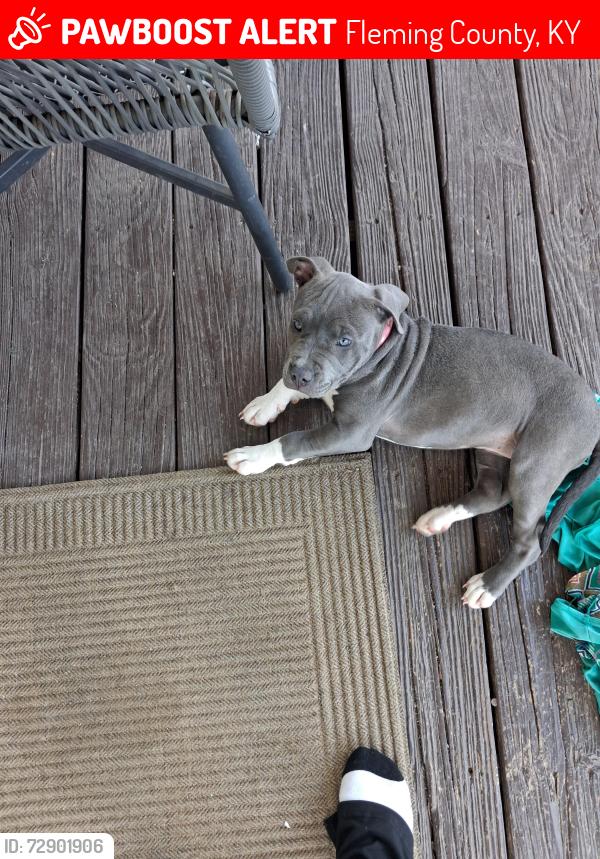 Lost Female Dog last seen Near state highway 1234, Fleming County, KY 41041