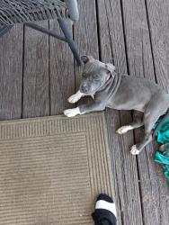 Lost Female Dog last seen Near state highway 1234, Fleming County, KY 41041