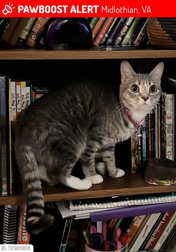 Lost Female Cat last seen Near Gino’s in Woodlake, Midlothian, VA 23112