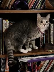 Lost Female Cat last seen Near Gino’s in Woodlake, Midlothian, VA 23112