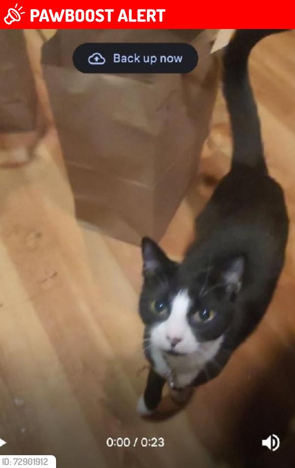Lost Female Cat last seen 10th street, New Castle County, DE 19720