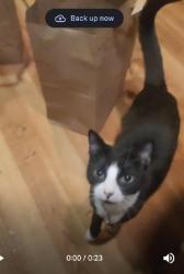Lost Female Cat last seen 10th street, New Castle County, DE 19720