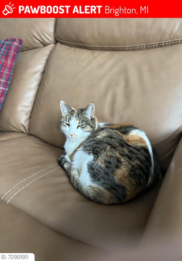 Lost Female Cat last seen State and 6th, Brighton, MI 48116