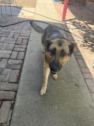 Found/Stray Unknown Dog last seen Paradise , Modesto, CA 95351