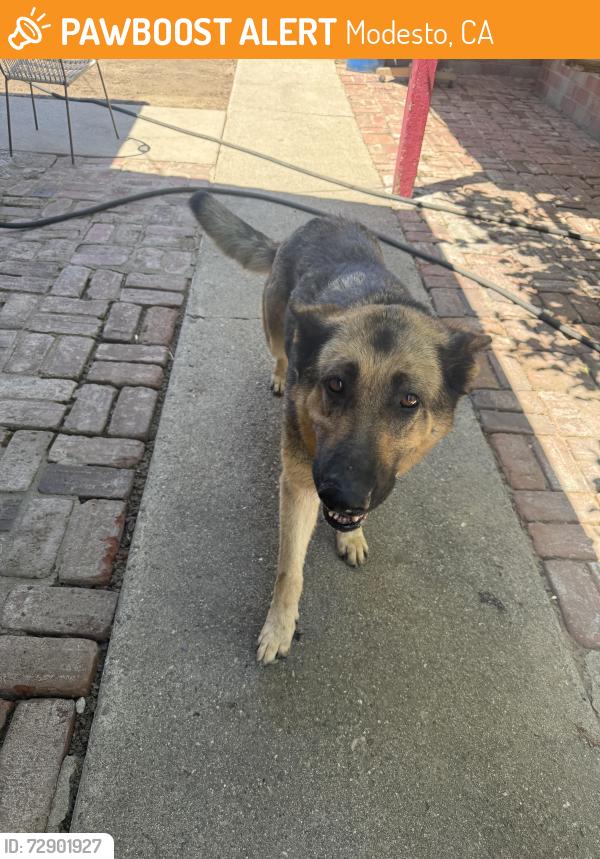 Found/Stray Unknown Dog last seen Paradise , Modesto, CA 95351