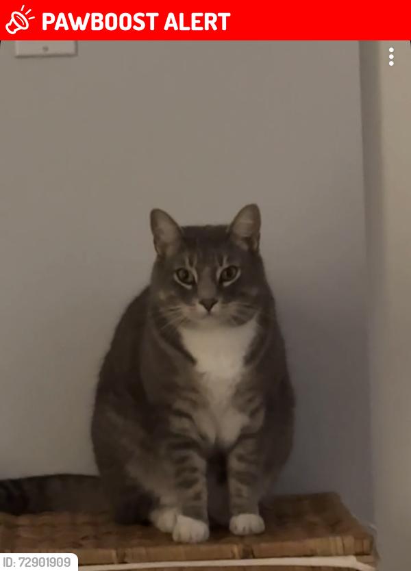 Lost Male Cat last seen Davidson Park , Pitt Meadows, BC V3Y