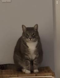 Lost Male Cat last seen Davidson Park , Pitt Meadows, BC V3Y