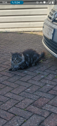 Reunited Unknown Cat last seen Lawnswood arms /  Hickory's , Adel, England LS16 7NZ