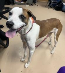 Shelter Stray Male Dog last seen , GA , Atlanta, GA 30341