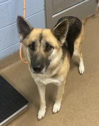Shelter Stray Female Dog last seen Evans Mill Rd&Browns Mill Rd, stonecrest, ga 30038, 30038, GA, Atlanta, GA 30341