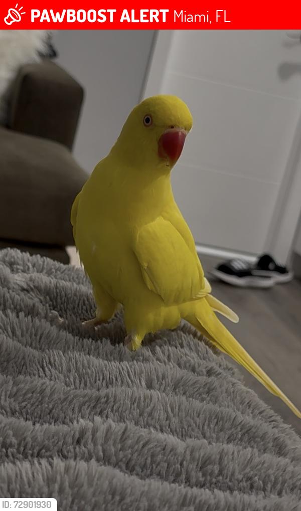 Lost Unknown Bird last seen Kendall, Miami, FL 33175