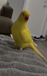 Lost Unknown Bird last seen Kendall, Miami, FL 33175