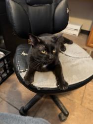 Found/Stray Male Cat last seen J’s BBQ, Olathe, KS 66061