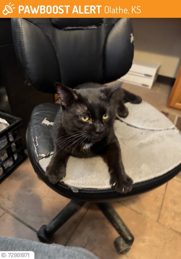 Found/Stray Male Cat last seen J’s BBQ, Olathe, KS 66061