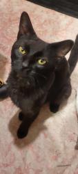 Found/Stray Male Cat last seen Children's hosp , Saint Paul, MN 55102