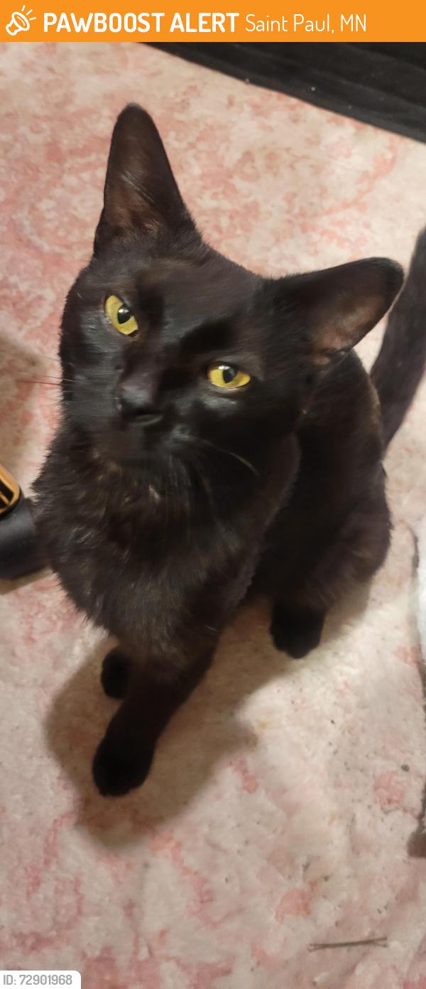 Found/Stray Male Cat last seen Children's hosp , Saint Paul, MN 55102
