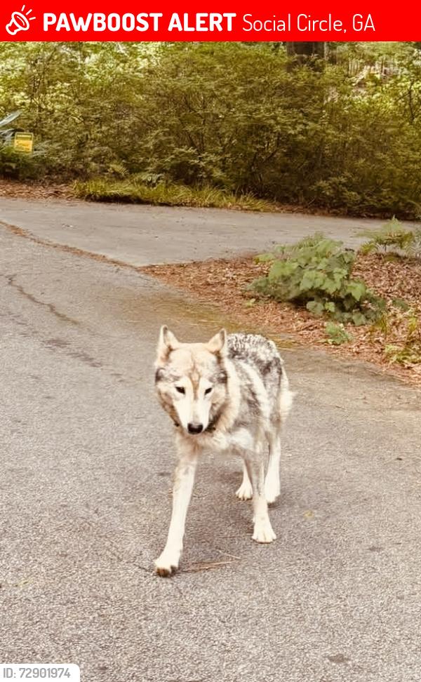 Lost Female Dog last seen River cove lane, Social Circle, GA 30025