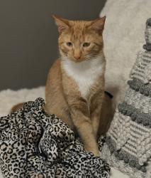 Lost Male Cat last seen Edison Ave, Benton, AR 72015