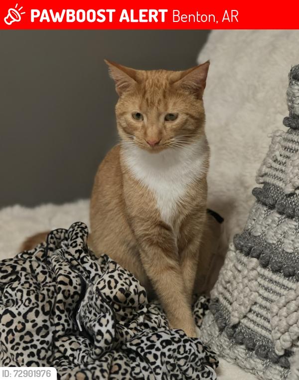 Lost Male Cat last seen Edison Ave, Benton, AR 72015