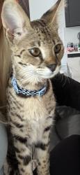 Reunited Male Cat last seen Parker and Winding Hollow , Plano, TX 75093