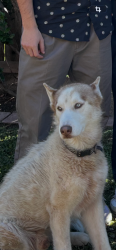 Lost Male Dog last seen Avenida De Missiones/ Temecula Valley hosp , Temecula, CA 92592