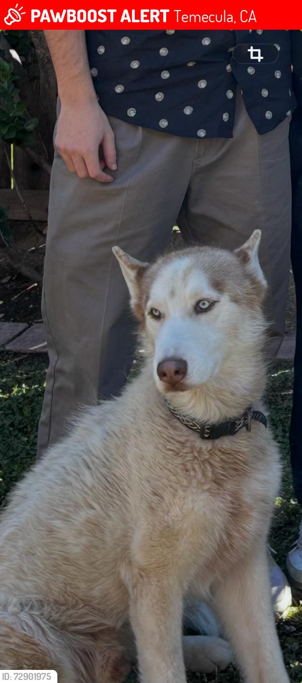 Lost Male Dog last seen Avenida De Missiones/ Temecula Valley hosp , Temecula, CA 92592