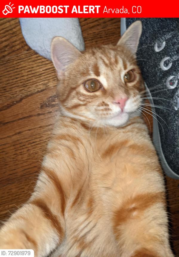 Lost Male Cat last seen 67th and Union, Arvada, CO 80004