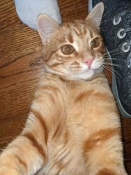 Lost Male Cat last seen 67th and Union, Arvada, CO 80004