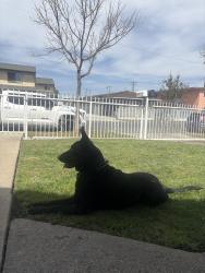 Reunited Male Dog last seen Vermont and 90th, Westmont, CA 90044