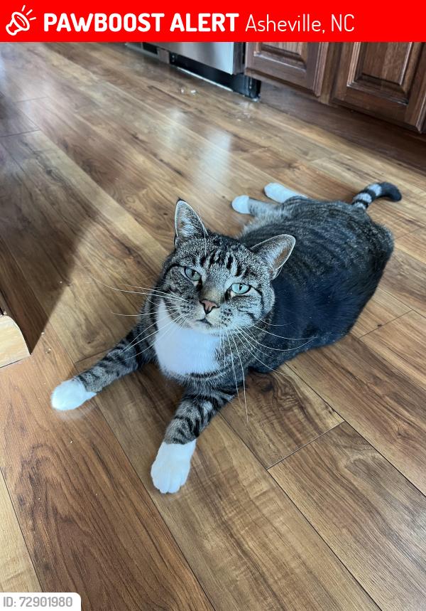 Lost Male Cat last seen New Haw Creek and Haw Creek Circle, Asheville, NC 28805